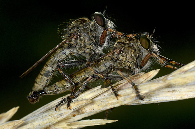 Determinazione Asilidae